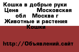 Кошка в добрые руки! › Цена ­ 100 - Московская обл., Москва г. Животные и растения » Кошки   